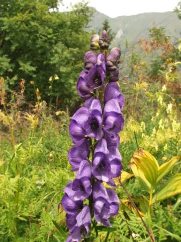 074 Aconitum Napellus